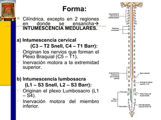 Forma:
 Cilíndrica, excepto en 2 regiones

en
donde
se
ensancha
INTUMESCENCIA MEDULARES.

a) Intumescencia cervical
(C3 – T2 Snell, C4 – T1 Barr):
 Originan los nervios que forman el
Plexo Braquial (C5 – T1).
 Inervación motora a la extremidad
superior.
b) Intumescencia lumbosacra
(L1 – S3 Snell, L2 – S3 Barr):
 Originan el plexo Lumbosacro (L1
– S4).
 Inervación motora del miembro
inferior.

 