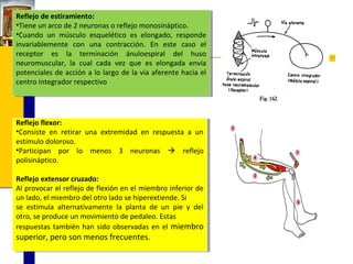 Reflejo de estiramiento:
Reflejo de estiramiento:
••Tieneun arco de 22neuronas ooreflejo monosináptico.
Tiene un arco de neuronas reflejo monosináptico.
••Cuando un músculo esquelético es elongado, responde
Cuando un músculo esquelético es elongado, responde
invariablemente con una contracción. En este caso el
invariablemente con una contracción. En este caso el
receptor es la terminación ánuloespiral del huso
receptor es la terminación ánuloespiral del huso
neuromuscular, la cual cada vez que es elongada envía
neuromuscular, la cual cada vez que es elongada envía
potenciales de acción aalo largo de la vía aferente hacia el
potenciales de acción lo largo de la vía aferente hacia el
centro integrador respectivo
centro integrador respectivo

Reflejo flexor:
Reflejo flexor:
•Consiste en retirar una extremidad en respuesta aa un
•Consiste en retirar una extremidad en respuesta un
estímulo doloroso.
estímulo doloroso.
•Participan por lo menos 33 neuronas  reflejo
•Participan por lo menos
neuronas  reflejo
polisináptico.
polisináptico.
Reflejo extensor cruzado:
Reflejo extensor cruzado:
Al provocar el reflejo de flexión en el miembro inferior de
Al provocar el reflejo de flexión en el miembro inferior de
un lado, el miembro del otro lado se hiperextiende. Si
un lado, el miembro del otro lado se hiperextiende. Si
se estimula alternativamente la planta de un pie yy del
se estimula alternativamente la planta de un pie del
otro, se produce un movimiento de pedaleo. Estas
otro, se produce un movimiento de pedaleo. Estas
respuestas también han sido observadas en el miembro
respuestas también han sido observadas en el miembro

superior, pero son menos frecuentes.
superior, pero son menos frecuentes.

 