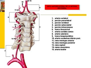 VISTA ANTEROLATERAL DE LA ARTERIA
VISTA ANTEROLATERAL DE LA ARTERIA
VERTEBRAL
VERTEBRAL

 