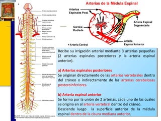 Recibe su irrigación arterial mediante 33arterias pequeñas
Recibe su irrigación arterial mediante arterias pequeñas
(2 arterias espinales posteriores yy la arteria espinal
(2 arterias espinales posteriores
la arteria espinal
anterior).
anterior).
a) Arterias espinales posteriores
a) Arterias espinales posteriores
Se originan directamente de las arterias vertebrales dentro
Se originan directamente de las arterias vertebrales dentro
del cráneo o indirectamente de las arterias cerebelosas
del cráneo o indirectamente de las arterias cerebelosas
posteroinferiores.
posteroinferiores.
b) Arteria espinal anterior
b) Arteria espinal anterior
Se forma por la unión de 22arterias, cada uno de las cuales
Se forma por la unión de arterias, cada uno de las cuales
se origina en al arteria vertebral dentro del cráneo.
se origina en al arteria vertebral dentro del cráneo.
Desciende luego la superficie anterior de la médula
Desciende luego la superficie anterior de la médula
espinal dentro de la cisura mediana anterior.
espinal dentro de la cisura mediana anterior.

 