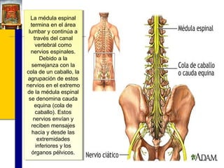 La médula espinal
La médula espinal
termina en el área
termina en el área
lumbar yycontinúa a
lumbar continúa a
través del canal
través del canal
vertebral como
vertebral como
nervios espinales.
nervios espinales.
Debido a la
Debido a la
semejanza con la
semejanza con la
cola de un caballo, la
cola de un caballo, la
agrupación de estos
agrupación de estos
nervios en el extremo
nervios en el extremo
de la médula espinal
de la médula espinal
se denomina cauda
se denomina cauda
equina (cola de
equina (cola de
caballo). Estos
caballo). Estos
nervios envían yy
nervios envían
reciben mensajes
reciben mensajes
hacia yydesde las
hacia desde las
extremidades
extremidades
inferiores yylos
inferiores los
órganos pélvicos.
órganos pélvicos.

 
