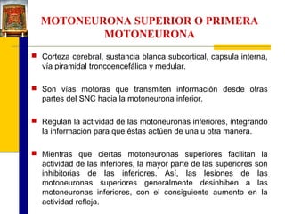 MOTONEURONA SUPERIOR O PRIMERA
MOTONEURONA
 Corteza cerebral, sustancia blanca subcortical, capsula interna,

vía piramidal troncoencefálica y medular.
 Son vías motoras que transmiten información desde otras

partes del SNC hacia la motoneurona inferior.
 Regulan la actividad de las motoneuronas inferiores, integrando

la información para que éstas actúen de una u otra manera.
 Mientras que ciertas motoneuronas superiores facilitan la

actividad de las inferiores, la mayor parte de las superiores son
inhibitorias de las inferiores. Así, las lesiones de las
motoneuronas superiores generalmente desinhiben a las
motoneuronas inferiores, con el consiguiente aumento en la
actividad refleja.

 