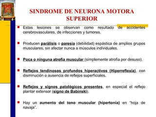 SINDROME DE NEURONA MOTORA
SUPERIOR
 Estas

lesiones se observan como resultado
cerebrovasculares, de infecciones y tumores.

de

accidentes

 Producen parálisis o paresia (debilidad) espástica de amplios grupos

musculares, sin afectar nunca a músculos individuales.
 Poca o ninguna atrofia muscular (simplemente atrofia por desuso).
 Reflejos tendinosos profundos hiperactivos (Hiperreflexia), con

disminución o ausencia de reflejos superficiales.
 Reflejos y signos patológicos presentes, en especial el reflejo

plantar extensor (signo de Babinski).
 Hay un aumento del tono muscular (hipertonía) en “hoja de

navaja”.

 