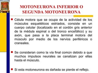 MOTONEURONA INFERIOR O
SEGUNDA MOTONEURONA
 Célula motora que se ocupa de la actividad de los

músculos esqueléticos estriados, consiste en un
cuerpo celular (localizado en el cordón gris anterior
de la médula espinal o del tronco encefálico) y su
axón, que pasa a la placa terminal motora del
músculo por medio de los nervios periféricos o
craneales.
 Se consideran como la vía final común debido a que

muchos impulsos neurales se canalizan por ellas
hasta el músculo.
 Si esta motoneurona es dañada se pierde el reflejo.

 