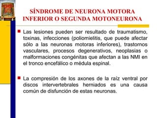 SÍNDROME DE NEURONA MOTORA
INFERIOR O SEGUNDA MOTONEURONA
 Las lesiones pueden ser resultado de traumatismo,

toxinas, infecciones (poliomielitis, que puede afectar
sólo a las neuronas motoras inferiores), trastornos
vasculares, procesos degenerativos, neoplasias o
malformaciones congénitas que afectan a las NMI en
el tronco encefálico o médula espinal.
 La compresión de los axones de la raíz ventral por

discos intervertebrales herniados es una causa
común de disfunción de estas neuronas.

 