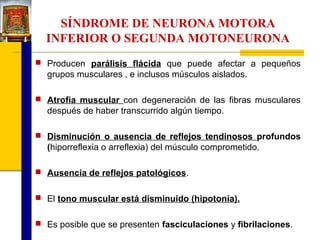 SÍNDROME DE NEURONA MOTORA
INFERIOR O SEGUNDA MOTONEURONA
 Producen parálisis flácida que puede afectar a pequeños

grupos musculares , e inclusos músculos aislados.
 Atrofia muscular con degeneración de las fibras musculares

después de haber transcurrido algún tiempo.
 Disminución o ausencia de reflejos tendinosos profundos

(hiporreflexia o arreflexia) del músculo comprometido.
 Ausencia de reflejos patológicos.
 El tono muscular está disminuido (hipotonía).
 Es posible que se presenten fasciculaciones y fibrilaciones.

 