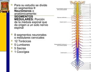  Para su estudio se divide

en segmentos
Neurómeros o
anatómicamente:
SEGMENTOS
MEDULARES: Porción
de la médula espinal que
da origen a un solo nervio
espinal

 8 segmentos neuronales





o medulares cervicales
12 Torácicas
5 Lumbares
5 Sacras
1 Coccígea

 