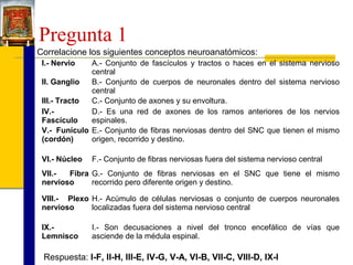 Pregunta 1
Correlacione los siguientes conceptos neuroanatómicos:
I.- Nervio

A.- Conjunto de fascículos y tractos o haces en el sistema nervioso
central
II. Ganglio
B.- Conjunto de cuerpos de neuronales dentro del sistema nervioso
central
III.- Tracto
C.- Conjunto de axones y su envoltura.
IV.D.- Es una red de axones de los ramos anteriores de los nervios
Fascículo
espinales.
V.- Funículo E.- Conjunto de fibras nerviosas dentro del SNC que tienen el mismo
(cordón)
origen, recorrido y destino.
VI.- Núcleo

F.- Conjunto de fibras nerviosas fuera del sistema nervioso central

VII.Fibra G.- Conjunto de fibras nerviosas en el SNC que tiene el mismo
nervioso
recorrido pero diferente origen y destino.
VIII.- Plexo H.- Acúmulo de células nerviosas o conjunto de cuerpos neuronales
nervioso
localizadas fuera del sistema nervioso central
IX.Lemnisco

I.- Son decusaciones a nivel del tronco encefálico de vías que
asciende de la médula espinal.

Respuesta: I-F, II-H, III-E, IV-G, V-A, VI-B, VII-C, VIII-D, IX-I

 