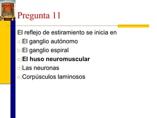 Pregunta 11
El reflejo de estiramiento se inicia en
a)El ganglio autónomo
b)El ganglio espiral
c)El huso neuromuscular
d)Las neuronas
e)Corpúsculos laminosos

 