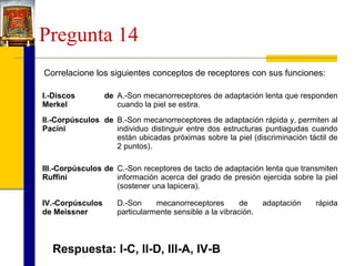 Pregunta 14
Correlacione los siguientes conceptos de receptores con sus funciones:
I.-Discos
Merkel

de A.-Son mecanorreceptores de adaptación lenta que responden
cuando la piel se estira.

II.-Corpúsculos de B.-Son mecanorreceptores de adaptación rápida y, permiten al
Pacini
individuo distinguir entre dos estructuras puntiagudas cuando
están ubicadas próximas sobre la piel (discriminación táctil de
2 puntos).
III.-Corpúsculos de C.-Son receptores de tacto de adaptación lenta que transmiten
Ruffini
información acerca del grado de presión ejercida sobre la piel
(sostener una lapicera).
IV.-Corpúsculos
de Meissner

D.-Son
mecanorreceptores
de
particularmente sensible a la vibración.

Respuesta: I-C, II-D, III-A, IV-B

adaptación

rápida

 