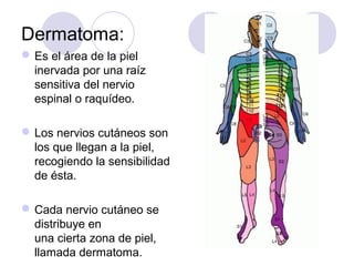 Dermatoma:
Es el área de la piel
inervada por una raíz
sensitiva del nervio
espinal o raquídeo.
Los nervios cutáneos son
los que llegan a la piel,
recogiendo la sensibilidad
de ésta.
Cada nervio cutáneo se
distribuye en
una cierta zona de piel,
llamada dermatoma.
 