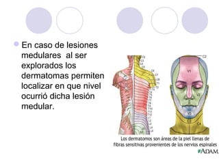 En caso de lesiones
medulares al ser
explorados los
dermatomas permiten
localizar en que nivel
ocurrió dicha lesión
medular.
 