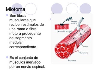 Miotoma
Son fibras
musculares que
reciben estímulos de
una rama o fibra
motora procedente
del segmento
medular
correspondiente.
Es el conjunto de
músculos inervado
por un nervio espinal.

 