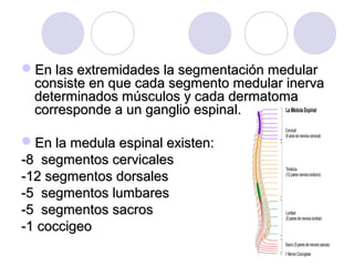 En las extremidades la segmentación medularEn las extremidades la segmentación medular
consiste en que cada segmento medular inervaconsiste en que cada segmento medular inerva
determinados músculos y cada dermatomadeterminados músculos y cada dermatoma
corresponde a un ganglio espinal.corresponde a un ganglio espinal.
En la medula espinal existen:En la medula espinal existen:
-8 segmentos cervicales-8 segmentos cervicales
-12 segmentos dorsales-12 segmentos dorsales
-5 segmentos lumbares-5 segmentos lumbares
-5 segmentos sacros-5 segmentos sacros
-1 coccigeo-1 coccigeo
 