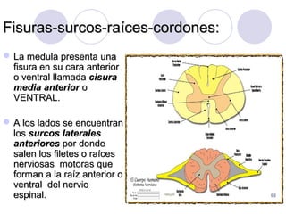 Fisuras-surcos-raíces-cordones:Fisuras-surcos-raíces-cordones:
 La medula presenta unaLa medula presenta una
fisura en su cara anteriorfisura en su cara anterior
o ventral llamadao ventral llamada cisuracisura
media anteriormedia anterior oo
VENTRAL.VENTRAL.
 A los lados se encuentranA los lados se encuentran
loslos surcos lateralessurcos laterales
anterioresanteriores por dondepor donde
salen los filetes o raícessalen los filetes o raíces
nerviosas motoras quenerviosas motoras que
forman a la raíz anterior oforman a la raíz anterior o
ventral del nervioventral del nervio
espinal.espinal.
 
