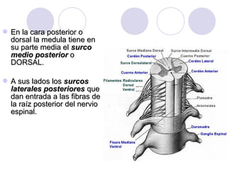  En la cara posterior oEn la cara posterior o
dorsal la medula tiene endorsal la medula tiene en
su parte media elsu parte media el surcosurco
medio posteriormedio posterior oo
DORSAL.DORSAL.
 A sus lados losA sus lados los surcossurcos
laterales posterioreslaterales posteriores queque
dan entrada a las fibras dedan entrada a las fibras de
la raíz posterior del nerviola raíz posterior del nervio
espinal.espinal.
 