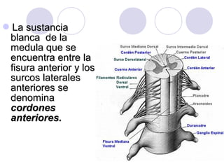 La sustanciaLa sustancia
blanca de lablanca de la
medula que semedula que se
encuentra entre laencuentra entre la
fisura anterior y losfisura anterior y los
surcos lateralessurcos laterales
anteriores seanteriores se
denominadenomina
cordonescordones
anteriores.anteriores.
 