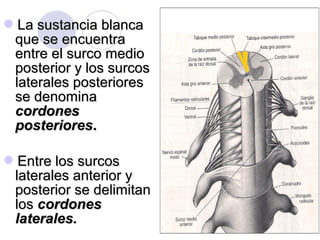 La sustancia blancaLa sustancia blanca
que se encuentraque se encuentra
entre el surco medioentre el surco medio
posterior y los surcosposterior y los surcos
laterales posterioreslaterales posteriores
se denominase denomina
cordonescordones
posterioresposteriores..
Entre los surcosEntre los surcos
laterales anterior ylaterales anterior y
posterior se delimitanposterior se delimitan
loslos cordonescordones
laterales.laterales.
 