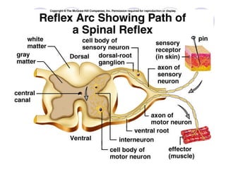 Corte medularCorte medular
 