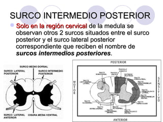 SURCO INTERMEDIO POSTERIORSURCO INTERMEDIO POSTERIOR
Solo en la región cervicalSolo en la región cervical de la medula sede la medula se
observan otros 2 surcos situados entre el surcoobservan otros 2 surcos situados entre el surco
posterior y el surco lateral posteriorposterior y el surco lateral posterior
correspondiente que reciben el nombre decorrespondiente que reciben el nombre de
surcos intermedios posterioressurcos intermedios posteriores..
 