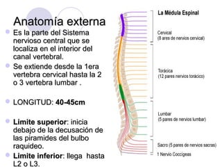 Anatomía externaAnatomía externa
 Es la parte del SistemaEs la parte del Sistema
nervioso central que senervioso central que se
localiza en el interior dellocaliza en el interior del
canal vertebral.canal vertebral.
 Se extiende desde la 1eraSe extiende desde la 1era
vertebra cervical hasta la 2vertebra cervical hasta la 2
o 3 vertebra lumbar .o 3 vertebra lumbar .
 LONGITUD:LONGITUD: 40-45cm40-45cm
 Limite superiorLimite superior: inicia: inicia
debajo de la decusación dedebajo de la decusación de
las piramides del bulbolas piramides del bulbo
raquideo.raquideo.
 Limite inferiorLimite inferior: llega hasta: llega hasta
L2 o L3.L2 o L3.
 