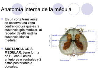Anatomía interna de la médulaAnatomía interna de la médula
 En un corte transversalEn un corte transversal
se observa una zonase observa una zona
central oscura que es lacentral oscura que es la
sustancia gris medular, alsustancia gris medular, al
rededor de ella está larededor de ella está la
sustancia blancasustancia blanca
medular.medular.
 SUSTANCIA GRISSUSTANCIA GRIS
MEDULARMEDULAR: tiene forma: tiene forma
de H , con 2 astasde H , con 2 astas
anteriores o ventrales y 2anteriores o ventrales y 2
astas posteriores oastas posteriores o
dorsales.dorsales.
 
