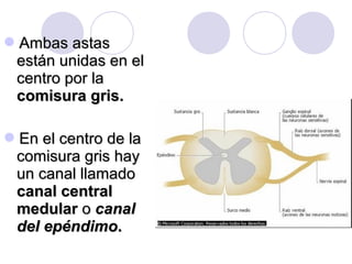Ambas astasAmbas astas
están unidas en elestán unidas en el
centro por lacentro por la
comisura gris.comisura gris.
En el centro de laEn el centro de la
comisura gris haycomisura gris hay
un canal llamadoun canal llamado
canal centralcanal central
medularmedular oo canalcanal
del epéndimodel epéndimo..
 
