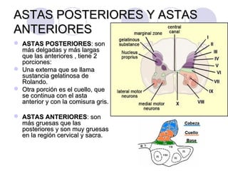 ASTAS POSTERIORES Y ASTASASTAS POSTERIORES Y ASTAS
ANTERIORESANTERIORES
 ASTAS POSTERIORESASTAS POSTERIORES: son: son
más delgadas y más largasmás delgadas y más largas
que las anteriores , tiene 2que las anteriores , tiene 2
porciones:porciones:
 Una externa que se llamaUna externa que se llama
sustancia gelatinosa desustancia gelatinosa de
Rolando.Rolando.
 Otra porción es el cuello, queOtra porción es el cuello, que
se continua con el astase continua con el asta
anterior y con la comisura gris.anterior y con la comisura gris.
 ASTAS ANTERIORESASTAS ANTERIORES: son: son
más gruesas que lasmás gruesas que las
posteriores y son muy gruesasposteriores y son muy gruesas
en la región cervical y sacra.en la región cervical y sacra.
 