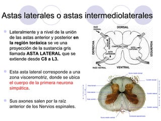Astas laterales o astas intermediolateralesAstas laterales o astas intermediolaterales
 Lateralmente y a nivel de la uniónLateralmente y a nivel de la unión
de las astas anterior y posteriorde las astas anterior y posterior enen
la región toráxicala región toráxica se ve unase ve una
proyección de la sustancia grisproyección de la sustancia gris
llamadallamada ASTA LATERALASTA LATERAL que seque se
extiende desdeextiende desde C8 a L3.C8 a L3.
 Esta asta lateral corresponde a una
zona visceromotriz, donde se ubica
el cuerpo de la primera neurona
simpática.
 Sus axones salen por la raíz
anterior de los Nervios espinales.
 