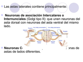 Las astas laterales contiene principalmente:
 Neuronas de asociación Intercalares o
Internunciales (Golgi tipo II): que unen neuronas del
asta dorsal con neuronas del asta ventral del mismo
lado.
Neuronas Comisurales: que conectan neuronas de
astas de lados diferentes.
 