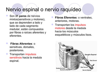 Nervio espinal o nervio raquídeo
 Son 31 pares de nervios
mixtos(sensitivos y motores),
que se deprenden a lado y
lado de cada segmento
medular, están compuestos
por fibras o raíces aferentes y
eferentes.
 Fibras Aferentes: o
sensitivas, dorsales,
posteriores.
 Transportan impulsos
sensitivos hacia la medula
espinal.
 Fibras Eferentes: o ventrales,
anteriores, motoras.
 Transportan los impulsos
motores desde la medula
hacia los músculos
esqueléticos y músculos lisos.
 