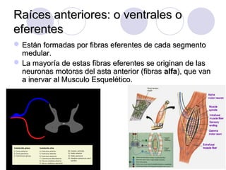 Raíces anteriores: o ventrales oRaíces anteriores: o ventrales o
eferenteseferentes
 Están formadas por fibras eferentes de cada segmentoEstán formadas por fibras eferentes de cada segmento
medular.medular.
 La mayoría de estas fibras eferentes se originan de lasLa mayoría de estas fibras eferentes se originan de las
neuronas motoras del asta anterior (fibrasneuronas motoras del asta anterior (fibras alfaalfa), que van), que van
a inervar al Musculo Esquelético.a inervar al Musculo Esquelético.
 