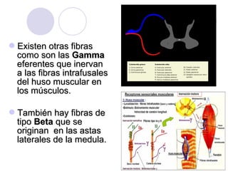 Existen otras fibrasExisten otras fibras
como son lascomo son las GammaGamma
eferentes que inervaneferentes que inervan
a las fibras intrafusalesa las fibras intrafusales
del huso muscular endel huso muscular en
los músculos.los músculos.
También hay fibras deTambién hay fibras de
tipotipo BetaBeta que seque se
originan en las astasoriginan en las astas
laterales de la medula.laterales de la medula.
 
