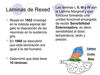 Láminas de Rexed
Rexed en 1952 investigó
en la médula espinal del
gato la disposición de las
neuronas en la sustancia
gris.
En 1968 se descubrió
que esta laminación era
igual a la del humano.
Determinó que ésta tiene
10 láminas:
Las láminas I, II, III y IV son
la Lámina Marginal y que
funciona formando una
unidad funcional encargada
de recibir Sensibilidad
Exteroceptiva, es decir,
sensibilidad al dolor,
temperatura, tacto y
presión.
 