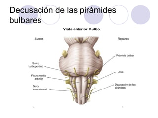 Decusación de las pirámides
bulbares
 