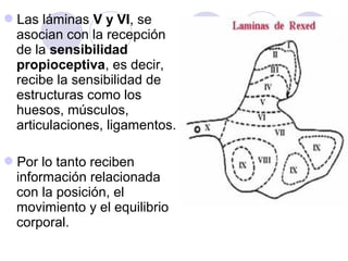 Las láminas V y VI, se
asocian con la recepción
de la sensibilidad
propioceptiva, es decir,
recibe la sensibilidad de
estructuras como los
huesos, músculos,
articulaciones, ligamentos.
Por lo tanto reciben
información relacionada
con la posición, el
movimiento y el equilibrio
corporal.
 