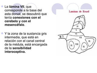La lámina VII, que
corresponde a la base del
asta dorsal, se descubrió que
tenía conexiones con el
cerebelo y con el
mesencéfalo.
Y la zona de la sustancia gris
intermedia, que está en
relación con el canal central
de la médula, está encargada
de la sensibilidad
interoceptiva.
 