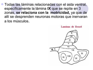 Todas las láminas relacionadas con el asta ventral,
específicamente la lámina IX que se repite en 3
zonas, se relaciona con la motricidad, ya que de
allí se desprenden neuronas motoras que inervaran
a los músculos.
 