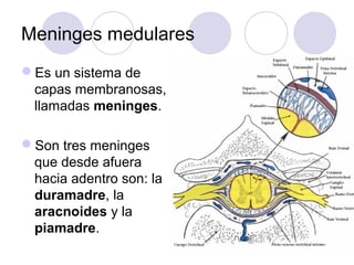 Meninges medulares
Es un sistema de
capas membranosas,
llamadas meninges.
Son tres meninges
que desde afuera
hacia adentro son: la
duramadre, la
aracnoides y la
piamadre.
 