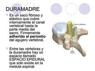 DURAMADREDURAMADRE
Es un saco fibroso yEs un saco fibroso y
elástico que cubreelástico que cubre
internamente el canalinternamente el canal
vertebral hasta lavertebral hasta la
parte media delparte media del
sacro. Firmementesacro. Firmemente
adherido al periostioadherido al periostio
del agujero vertebral.del agujero vertebral.
Entre las vértebras yEntre las vértebras y
la duramadre hay unla duramadre hay un
espacio llamadoespacio llamado
ESPACIO EPIDURALESPACIO EPIDURAL
que solo existe en laque solo existe en la
medula espinal.medula espinal.
 