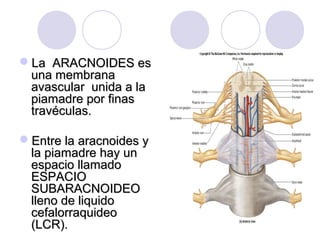 La ARACNOIDES esLa ARACNOIDES es
una membranauna membrana
avascular unida a laavascular unida a la
piamadre por finaspiamadre por finas
travéculas.travéculas.
Entre la aracnoides yEntre la aracnoides y
la piamadre hay unla piamadre hay un
espacio llamadoespacio llamado
ESPACIOESPACIO
SUBARACNOIDEOSUBARACNOIDEO
lleno de liquidolleno de liquido
cefalorraquideocefalorraquideo
(LCR).(LCR).
 