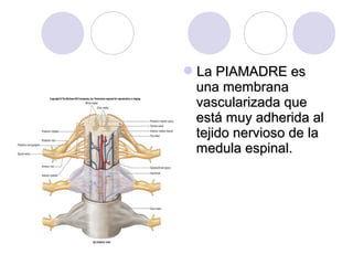 La PIAMADRE esLa PIAMADRE es
una membranauna membrana
vascularizada quevascularizada que
está muy adherida alestá muy adherida al
tejido nervioso de latejido nervioso de la
medula espinal.medula espinal.
 