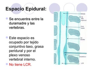 Espacio Epidural:
Se encuentra entre laSe encuentra entre la
duramadre y lasduramadre y las
vertebrasvertebras.
Este espacio es
ocupado por tejido
conjuntivo laxo, grasa
peridural y por el
plexo venoso
vertebral interno.
No tiene LCR.
 