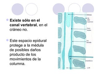 Existe sólo en el
canal vertebral, en el
cráneo no.
Este espacio epidural
protege a la médula
de posibles daños
producto de los
movimientos de la
columna.
 