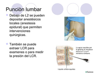 Punciòn lumbar
Debajo de L2 se pueden
depositar anestésicos
locales (anestesia
epidural) que permiten
intervenciones
quirúrgicas.
También se puede
extraer LCR para
examenes o para medir
la presión del LCR.
 