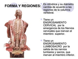 FORMA Y REGIONES:FORMA Y REGIONES:
 Es cilíndrica y su diámetroEs cilíndrica y su diámetro
cambia de acuerdo a lascambia de acuerdo a las
regiones de la columnaregiones de la columna
vertebral.vertebral.
 Tiene unTiene un
ENGROSAMIENTOENGROSAMIENTO
CERVICAL por laCERVICAL por la
emergencia de los Nerviosemergencia de los Nervios
cervicales que inervan elcervicales que inervan el
miembro superior.miembro superior.
 Tiene unTiene un
ENGROSAMIENTOENGROSAMIENTO
LUMBOSACRO por laLUMBOSACRO por la
salida de los nerviossalida de los nervios
lumbares y sacros, quelumbares y sacros, que
inervan al miembro inferior.inervan al miembro inferior.
 