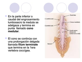  En la parte inferior oEn la parte inferior o
caudal del engrosamientocaudal del engrosamiento
lumbosacro la medula selumbosacro la medula se
adelgaza y termina enadelgaza y termina en
punta llamadopunta llamado conocono
medularmedular..
 El cono se continúa conEl cono se continúa con
una prolongación delgadauna prolongación delgada
llamadallamada filum terminalefilum terminale
que termina en la 1eraque termina en la 1era
vertebra coccígea.vertebra coccígea.
 