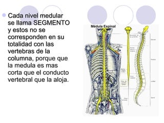Cada nivel medularCada nivel medular
se llama SEGMENTOse llama SEGMENTO
y estos no sey estos no se
corresponden en sucorresponden en su
totalidad con lastotalidad con las
vertebras de lavertebras de la
columna,columna, porque que
la medula es mas
corta que el conducto
vertebral que la aloja.
 