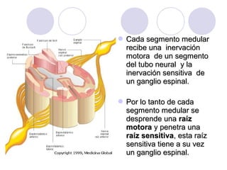  Cada segmento medularCada segmento medular
recibe una inervaciónrecibe una inervación
motora de un segmentomotora de un segmento
del tubo neural y ladel tubo neural y la
inervación sensitiva deinervación sensitiva de
un ganglio espinal.un ganglio espinal.
 Por lo tanto de cadaPor lo tanto de cada
segmento medular sesegmento medular se
desprende unadesprende una raízraíz
motoramotora y penetra unay penetra una
raíz sensitivaraíz sensitiva, esta raíz, esta raíz
sensitiva tiene a su vezsensitiva tiene a su vez
un ganglio espinal.un ganglio espinal.
 