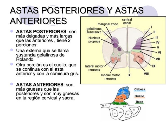 Médula espinal y meninges medulares